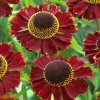 Helenium Ruby Tuesday